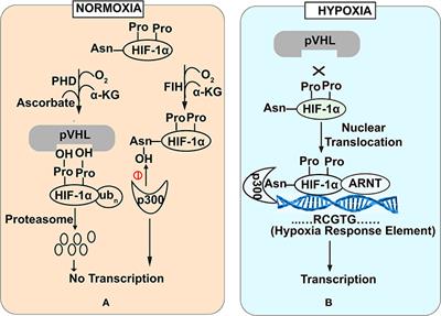 Hypoxia Inducible Factor-1α: The Curator of <mark class="highlighted">Gut Homeostasis</mark>